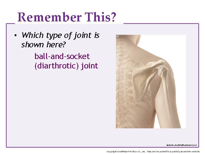 Remember This? • Which type of joint is shown here? ball-and-socket (diarthrotic) joint Sebastian