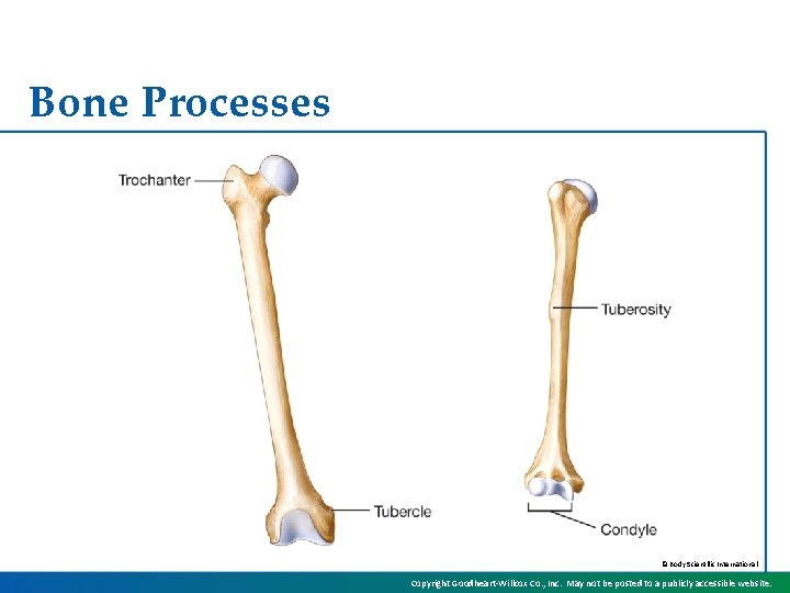 Bone Processes © Body Scientific International Copyright Goodheart-Willcox Co. , Inc. May not be