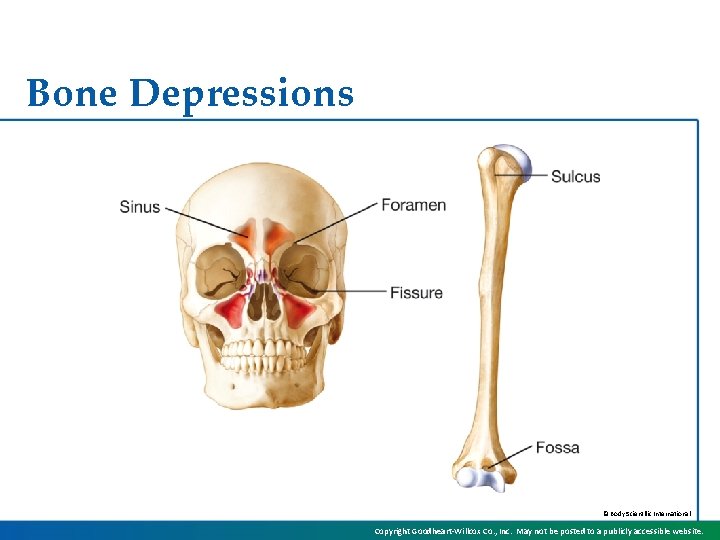 Bone Depressions © Body Scientific International Copyright Goodheart-Willcox Co. , Inc. May not be