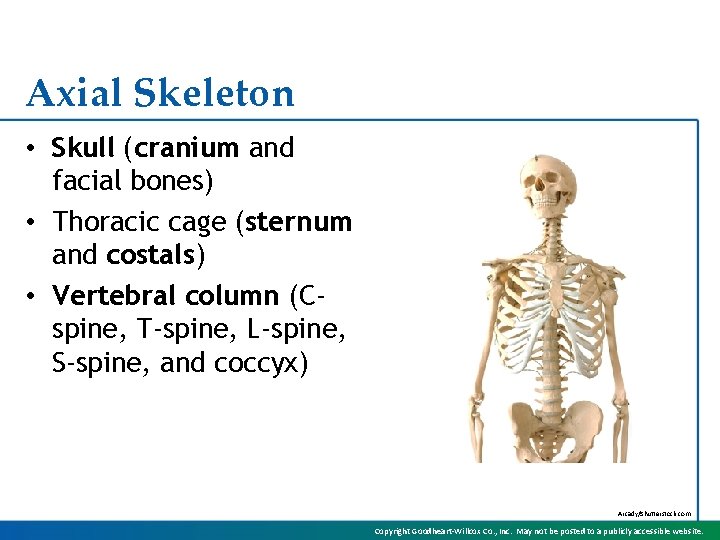 Axial Skeleton • Skull (cranium and facial bones) • Thoracic cage (sternum and costals)