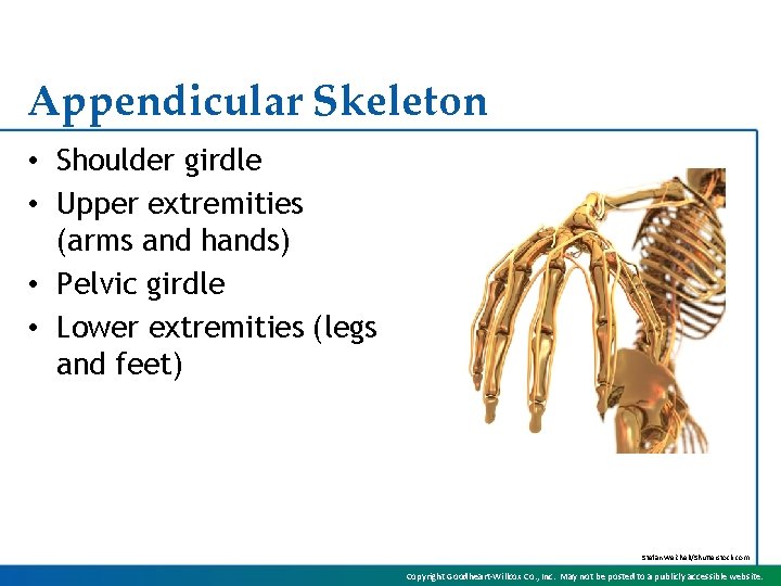 Appendicular Skeleton • Shoulder girdle • Upper extremities (arms and hands) • Pelvic girdle