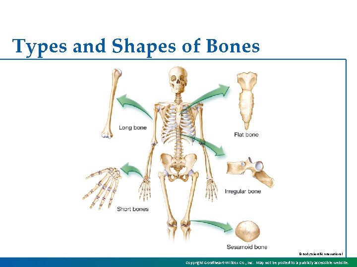 Types and Shapes of Bones © Body Scientific International Copyright Goodheart-Willcox Co. , Inc.