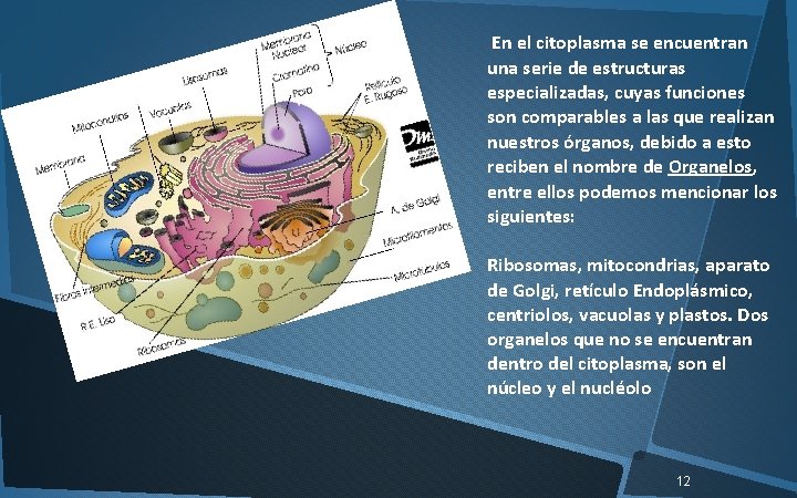 . En el citoplasma se encuentran una serie de estructuras especializadas, cuyas funciones son