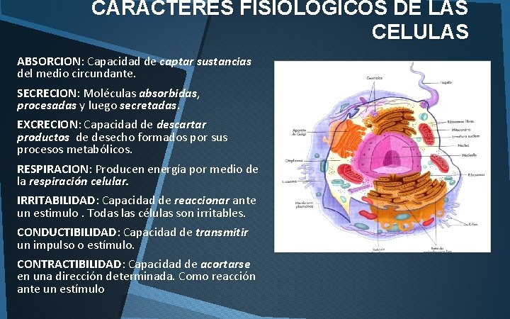 CARACTERES FISIOLOGICOS DE LAS CELULAS ABSORCION: Capacidad de captar sustancias del medio circundante. SECRECION: