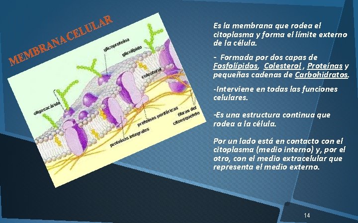 Es la membrana que rodea el citoplasma y forma el límite externo de la
