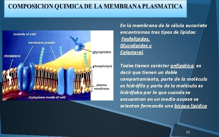 En la membrana de la célula eucariota encontramos tres tipos de lípidos: Fosfolípidos, Glucolípidos