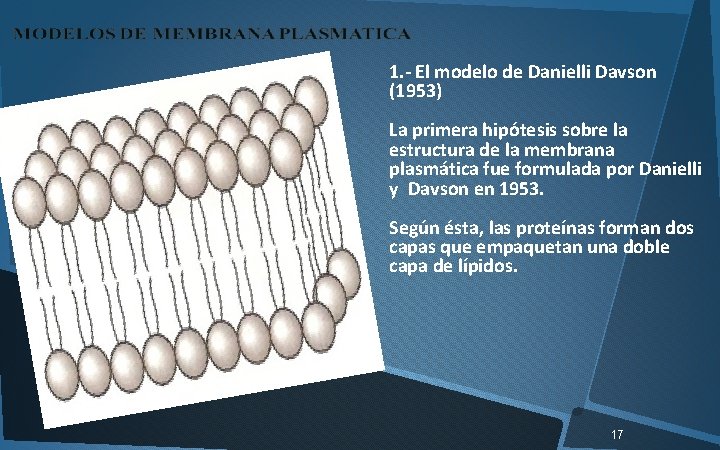  1. - El modelo de Danielli Davson (1953) La primera hipótesis sobre la