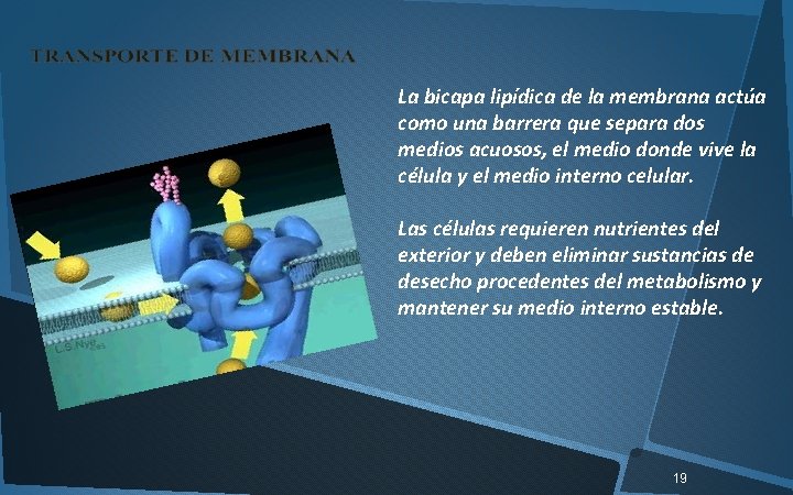 La bicapa lipídica de la membrana actúa como una barrera que separa dos medios