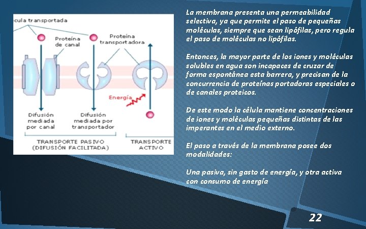 La membrana presenta una permeabilidad selectiva, ya que permite el paso de pequeñas moléculas,