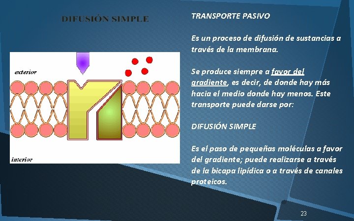 TRANSPORTE PASIVO Es un proceso de difusión de sustancias a través de la membrana.