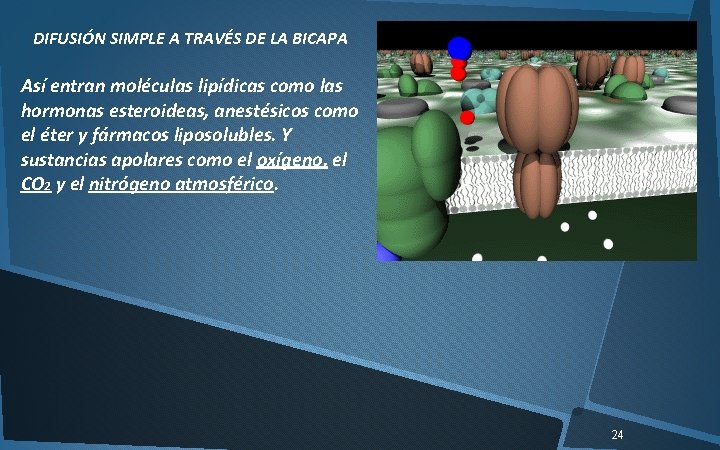 DIFUSIÓN SIMPLE A TRAVÉS DE LA BICAPA Así entran moléculas lipídicas como las hormonas