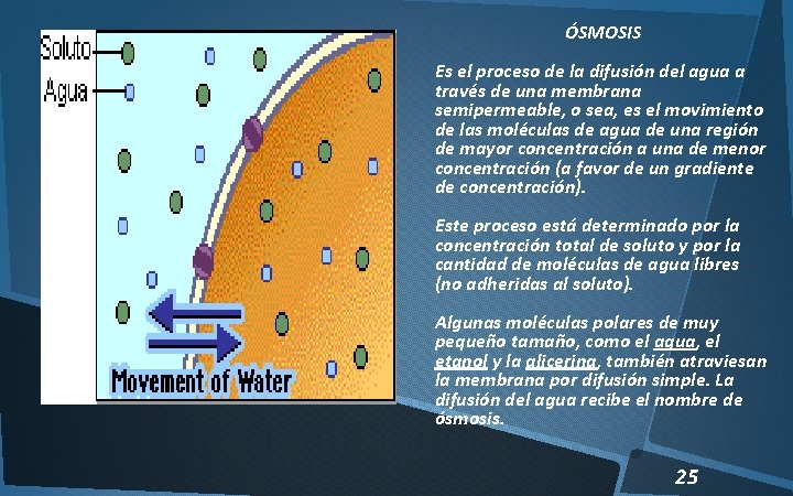 ÓSMOSIS Es el proceso de la difusión del agua a través de una membrana