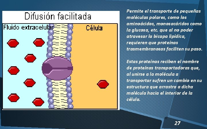 Permite el transporte de pequeñas moléculas polares, como los aminoácidos, monosacáridos como la glucosa,