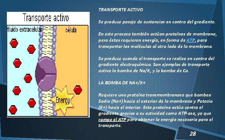 TRANSPORTE ACTIVO Se produce pasaje de sustancias en contra del gradiente. En este proceso