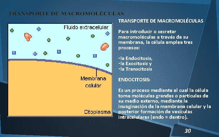 TRANSPORTE DE MACROMOLÉCULAS Para introducir o secretar macromoléculas a través de su membrana, la