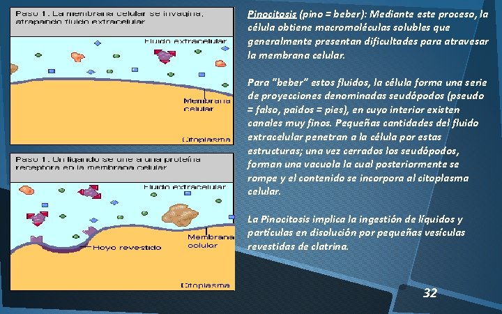 Pinocitosis (pino = beber): Mediante este proceso, la célula obtiene macromoléculas solubles que generalmente