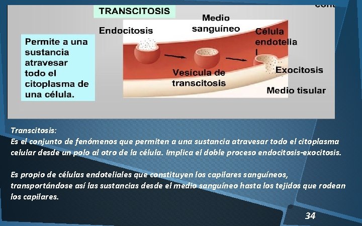 Transcitosis: Es el conjunto de fenómenos que permiten a una sustancia atravesar todo el