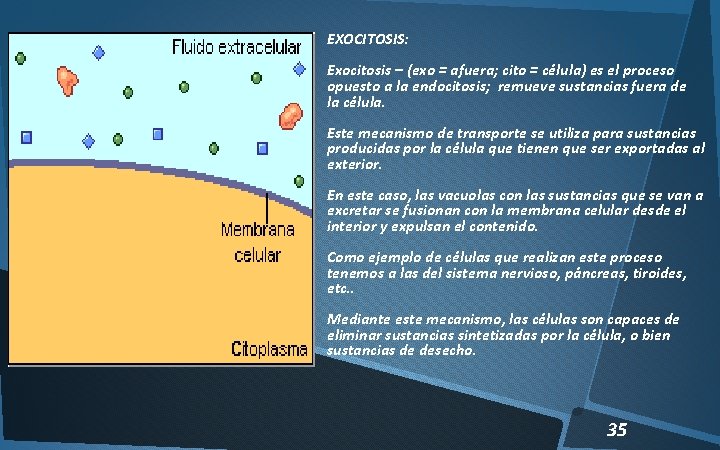 EXOCITOSIS: Exocitosis – (exo = afuera; cito = célula) es el proceso opuesto a