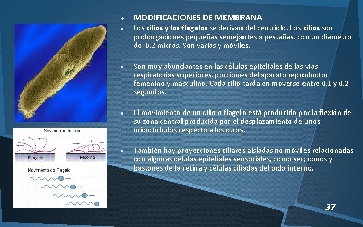  MODIFICACIONES DE MEMBRANA Los cilios y los flagelos se derivan del centriolo. Los