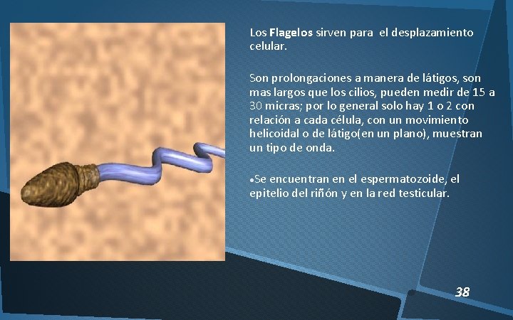 Los Flagelos sirven para el desplazamiento celular. Son prolongaciones a manera de látigos, son