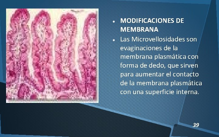  MODIFICACIONES DE MEMBRANA Las Microvellosidades son evaginaciones de la membrana plasmática con forma