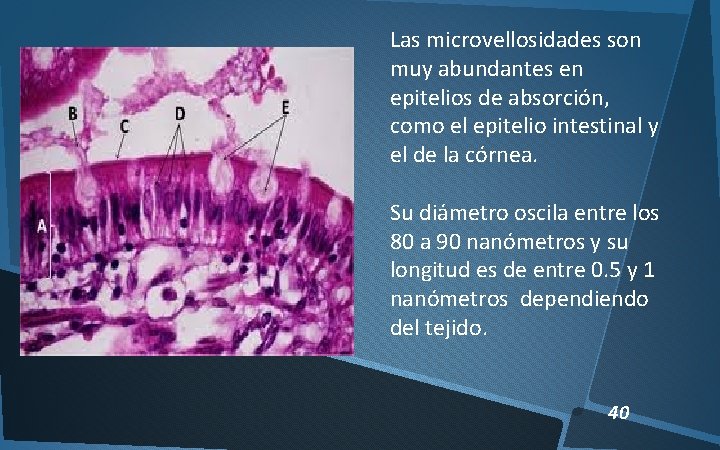 Las microvellosidades son muy abundantes en epitelios de absorción, como el epitelio intestinal y