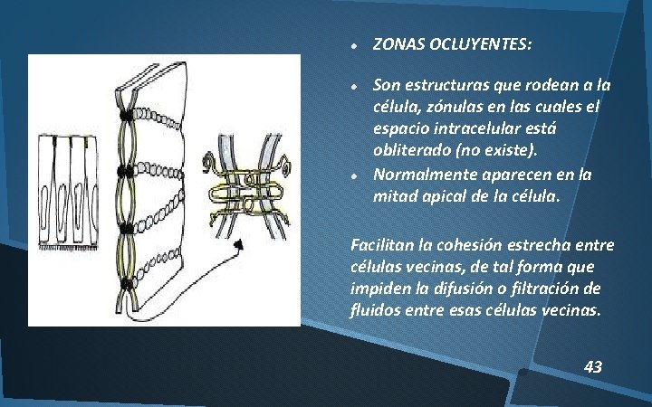  ZONAS OCLUYENTES: Son estructuras que rodean a la célula, zónulas en las cuales