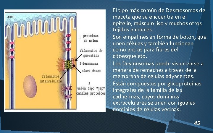 El tipo más común de Desmosomas de maceta que se encuentra en el epitelio,