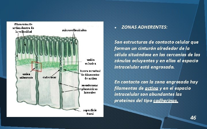  ZONAS ADHERENTES: Son estructuras de contacto celular que forman un cinturón alrededor de