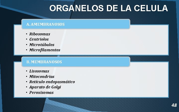 ORGANELOS DE LA CELULA A. AMEMBRANOSOS • • Ribosomas Centriolos Microtúbulos Microfilamentos B. MEMBRANOSOS