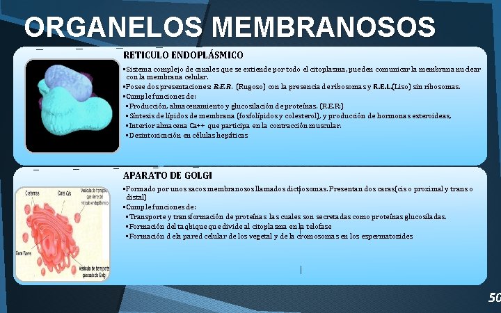 ORGANELOS MEMBRANOSOS RETICULO ENDOPLÁSMICO • Sistema complejo de canales que se extiende por todo