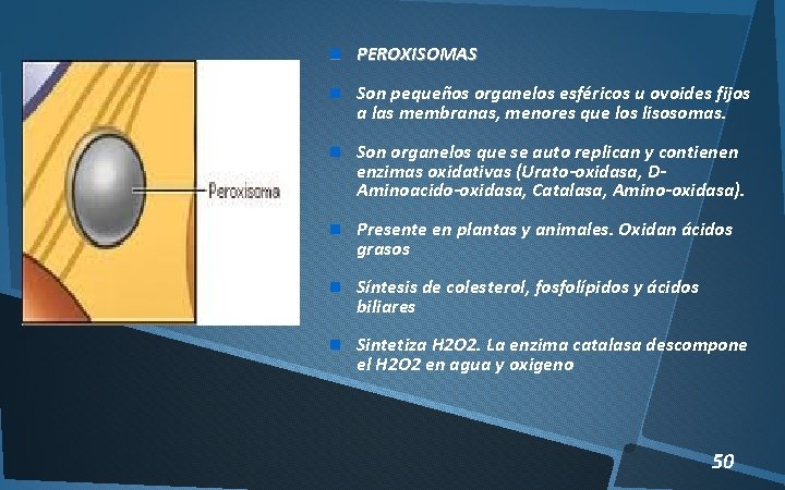  PEROXISOMAS Son pequeños organelos esféricos u ovoides fijos a las membranas, menores que