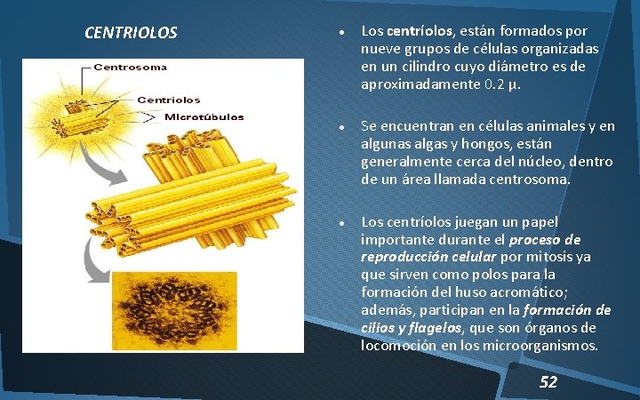 CENTRIOLOS Los centríolos, están formados por nueve grupos de células organizadas en un cilindro