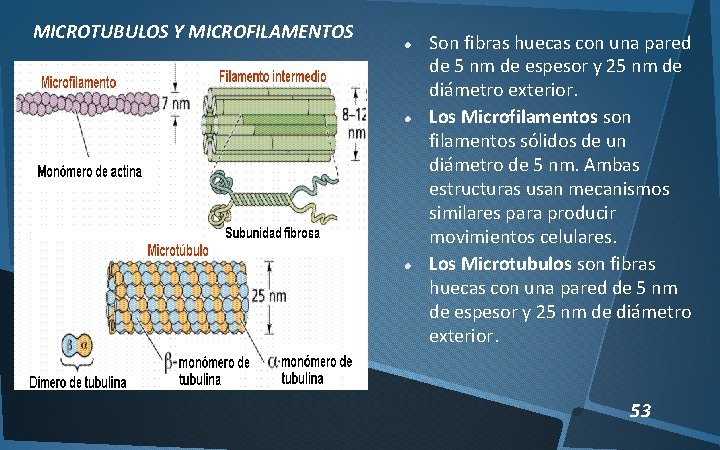 MICROTUBULOS Y MICROFILAMENTOS Son fibras huecas con una pared de 5 nm de espesor