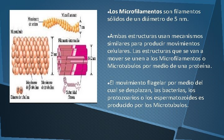 Los Microfilamentos son filamentos sólidos de un diámetro de 5 nm. Ambas estructuras usan