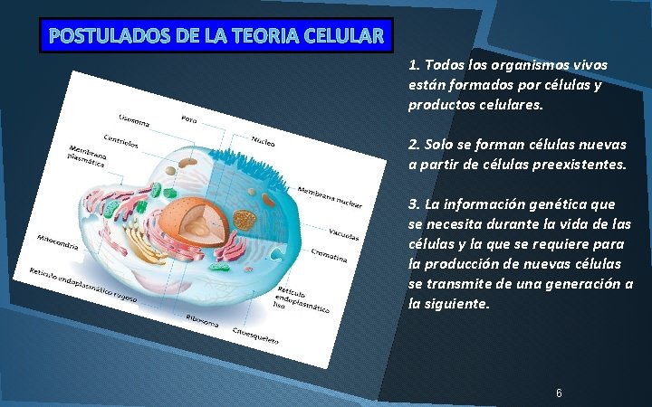 POSTULADOS DE LA TEORIA CELULAR 1. Todos los organismos vivos están formados por células