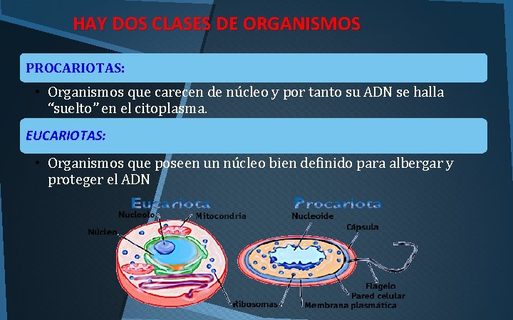 HAY DOS CLASES DE ORGANISMOS PROCARIOTAS: • Organismos que carecen de núcleo y por