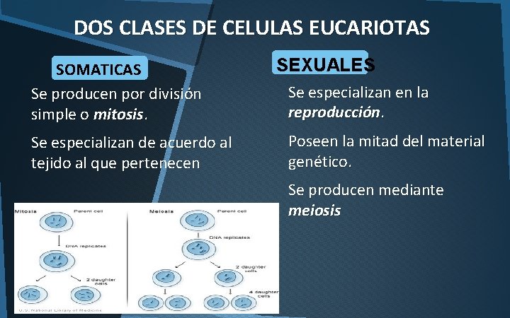DOS CLASES DE CELULAS EUCARIOTAS SOMATICAS Se producen por división simple o mitosis. Se