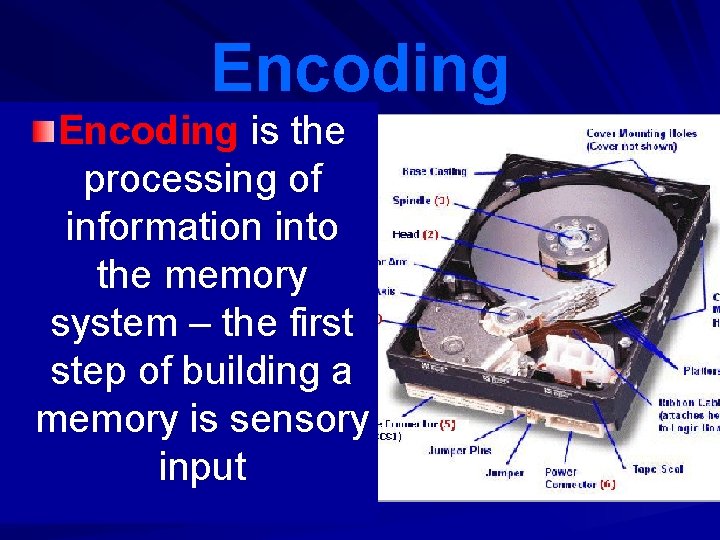 Encoding is the processing of information into the memory system – the first step Encoding is the processing of information into the memory system – the first step