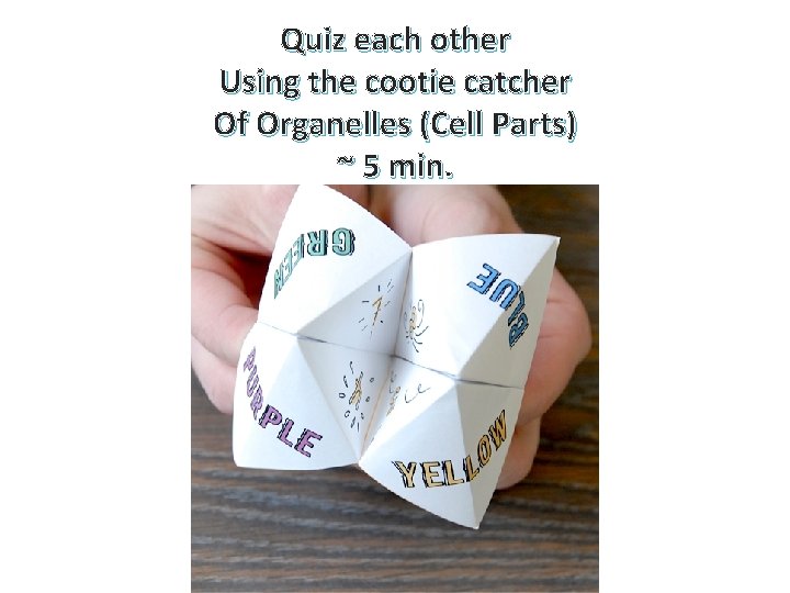 Quiz each other Using the cootie catcher Of Organelles (Cell Parts) ~ 5 min.