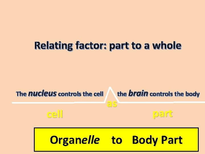 Relating factor: part to a whole The nucleus controls the cell the brain controls