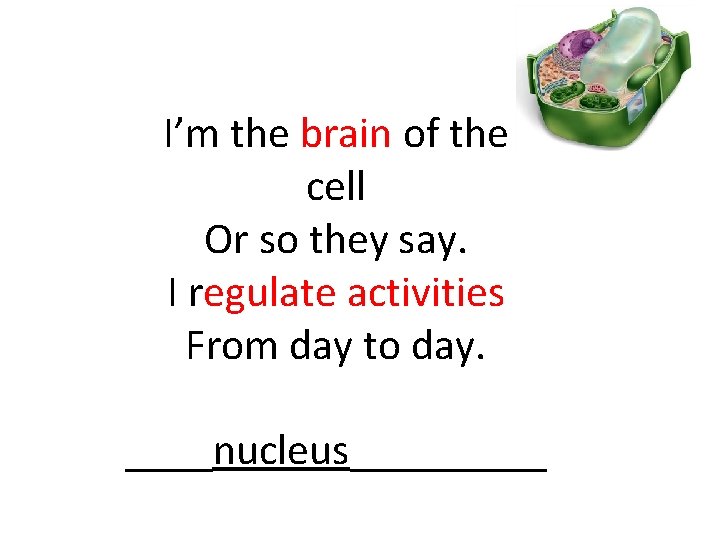 I’m the brain of the cell Or so they say. I regulate activities From