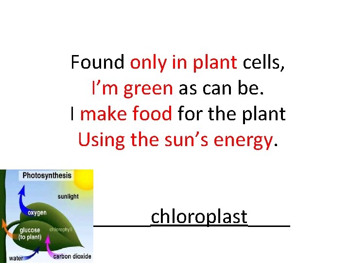 Found only in plant cells, I’m green as can be. I make food for