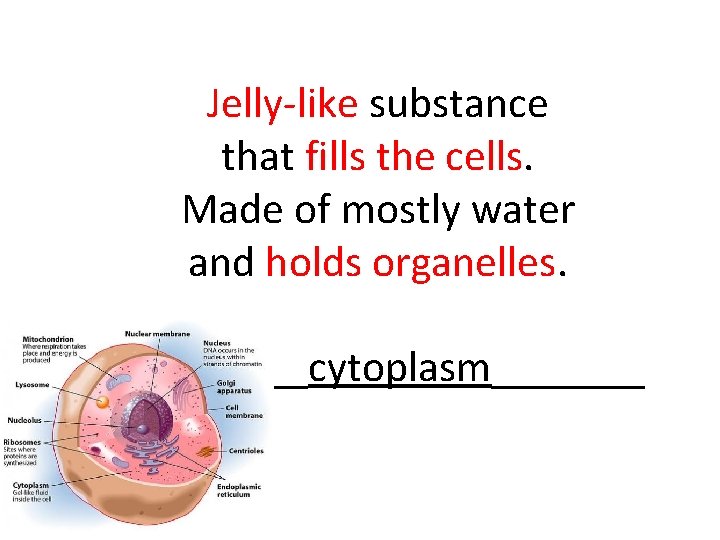 Jelly like substance that fills the cells. Made of mostly water and holds organelles.