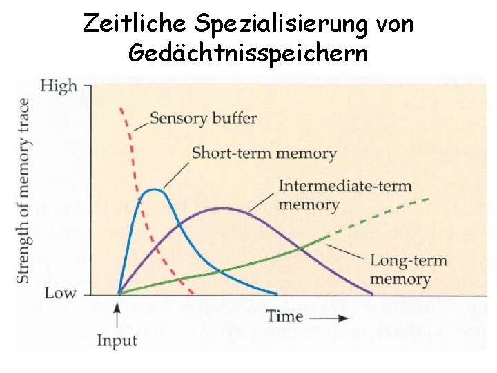 Zeitliche Spezialisierung von Gedächtnisspeichern 
