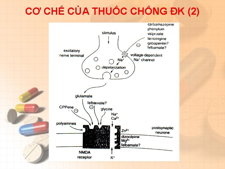 CƠ CHẾ CỦA THUỐC CHỐNG ĐK (2) 