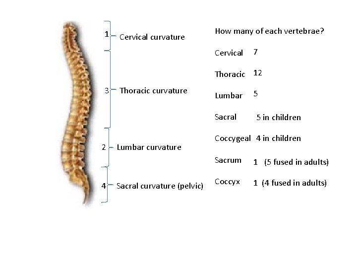 1 Cervical curvature How many of each vertebrae? Cervical 7 Thoracic 12 3 Thoracic