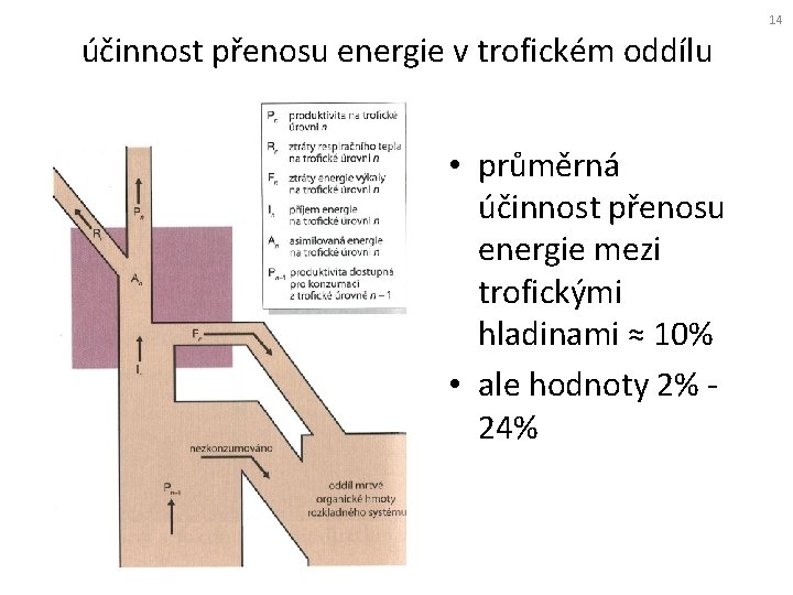 14 účinnost přenosu energie v trofickém oddílu • průměrná účinnost přenosu energie mezi trofickými