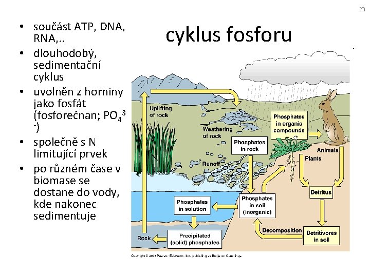 23 • součást ATP, DNA, RNA, . . • dlouhodobý, sedimentační cyklus • uvolněn