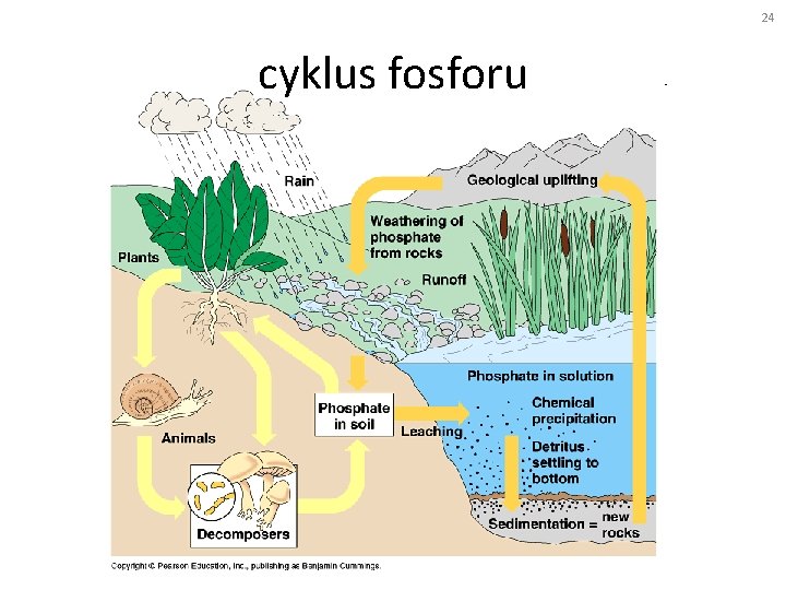 24 cyklus fosforu 